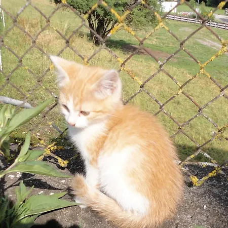 Binterhof Familie Mosser Séjour à la ferme