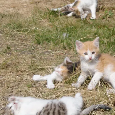 Binterhof Familie Mosser Berg im Drautal